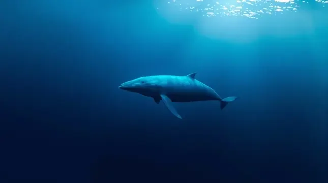 深海回声 - 日本午夜福利 深海回声